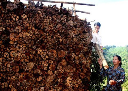 Le “bois de fiançailles” des Gie Trieng - ảnh 2